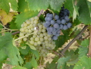 Prosit! ...enjoy wine! Prosit! ...enjoy wine!