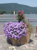 Mice tower across Bingen/Rhein Mice tower across Bingen/Rhein